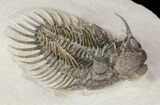 Large, Spiny Comura Trilobite - Clearance Priced #65823-4